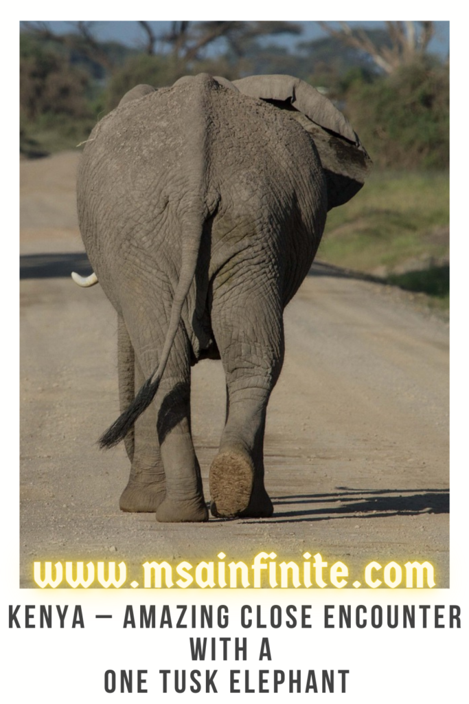 Kenya Amazing Close Encounter With A One Tusk Elephant