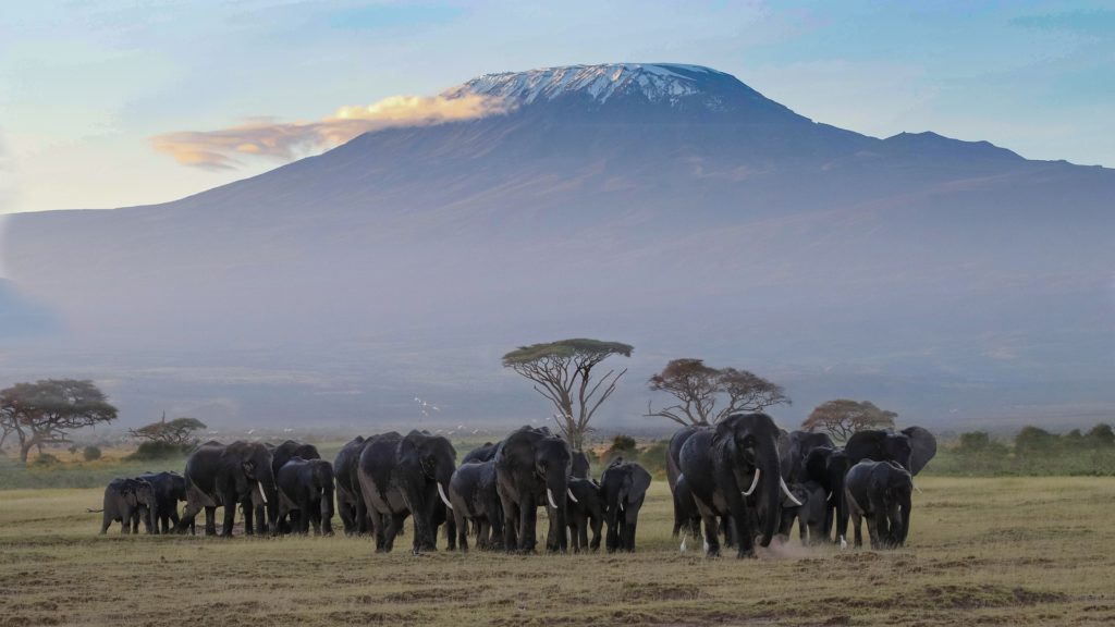 MtKilimanjaroAmboseliNationalPark