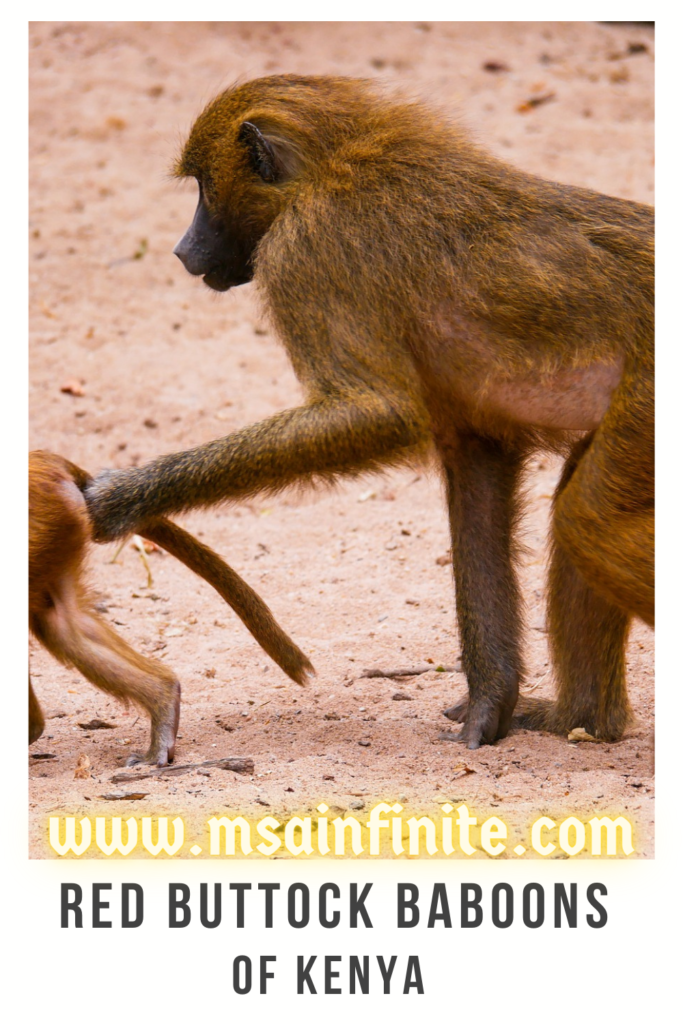 Red Buttock Baboons Of Kenya