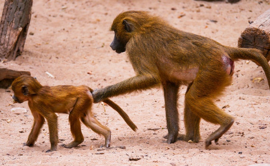 Red Buttock Baboons Of Kenya 