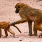 kenya red buttock baboons