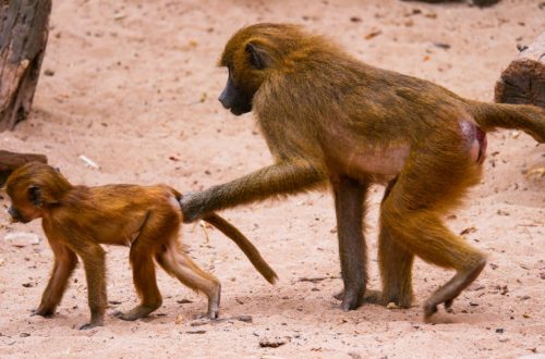 kenya red buttock baboons