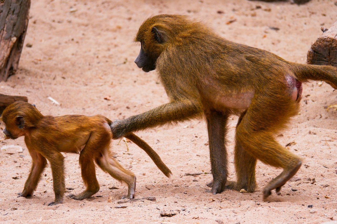 Red Buttock Baboons